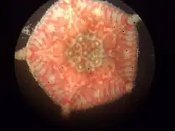 Astrophiura sp. (USNM 1298248).