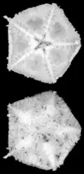 Astrophiura permira.