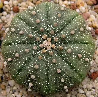 Description de l'image Astrophytum_asterias1.jpg.