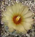 Astrophytum asterias, fleur
