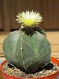 Astrophytum myriostigma v. nudum
