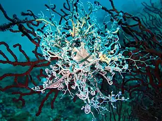 Description de l'image Astrospartus mediterraneus, Giens 02.jpg.