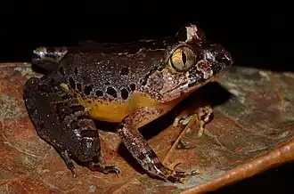 Description de l'image Astylosternus batesi 87886768.jpg.