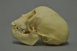 Crâne.