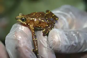 Description de l'image Atelopus glyphus.jpg.