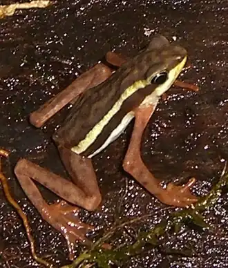 Description de l'image Atelopus gracilis (1).jpg.
