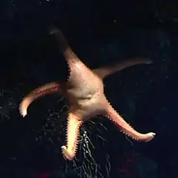 Atheraster symphonia.