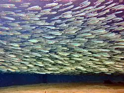 Un banc d'athérines Atherinomorus lacunosus juvéniles.