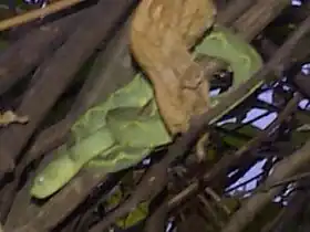 Description de l'image Atheris rungweensis.jpg.