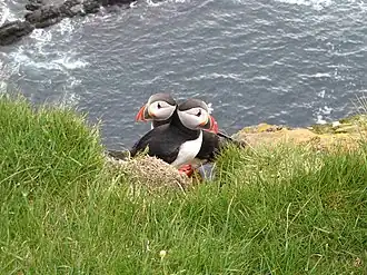Macareux moines à Látrabjarg.