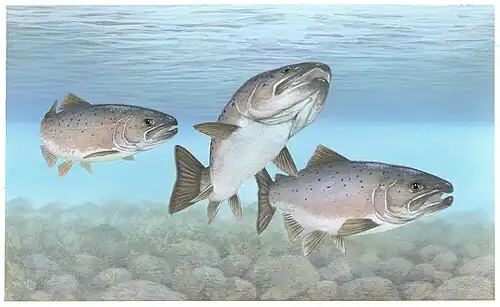Saumons atlantiques (dessin).