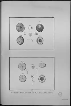 Oursins de la côte NO de l'Amérique