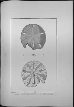 Gros oursin de la côte du NO de l'Amérique