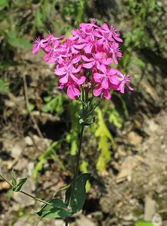 Description de cette image, également commentée ci-après
