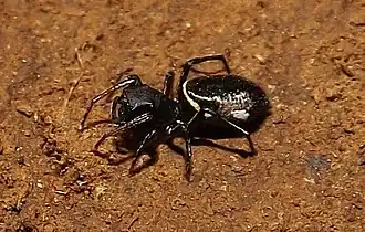 Description de l'image Atomosphyrus tristiculus cropped.jpg.