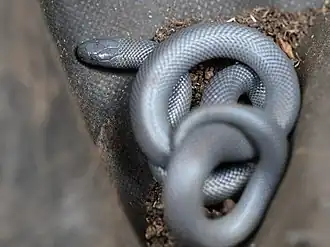 Description de l'image Atractaspis irregularis.jpg.