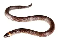 Description de l'image Atractus species (s-x) - Atractus resplendens.jpg.