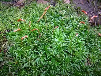 Atrichum undulatum.