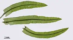 Feuilles d'atrichum undulatum au microscope, on remarque les ondulations de la feuille et les dents sur les marges.