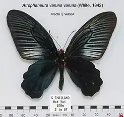 Atrophaneura varuna varuna femelle