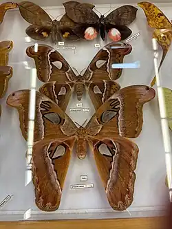 Une femelle Attacus caesar (en bas) et un mâle Attacus dohertyi&nbsp;(en) (en haut).