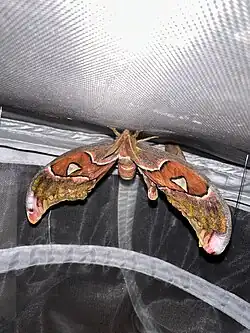 Un Attacus lorquinii&nbsp;(en) mâle venant d'émerger de son cocon.