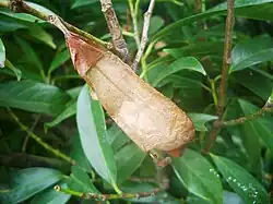 Chrysalide