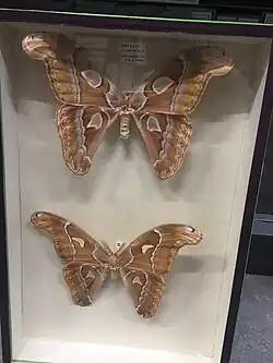 Un Attacus intermedius&nbsp;(no) au MNHN (Paris).