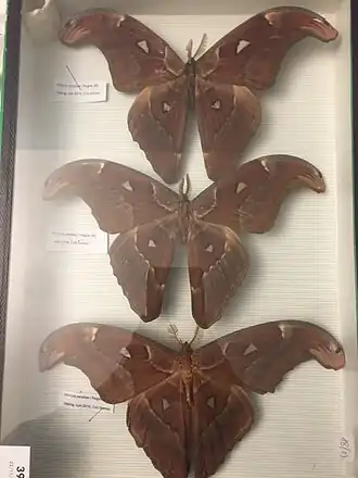 Attacus  paraliae, une espèce de la régions indomalaise