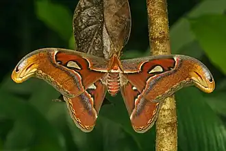 Un Attacus taprobanis&nbsp;(en) mâle, dans le Kerala (Inde).