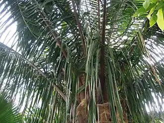 Description de l'image Attalea butyracea RBGK.JPG.