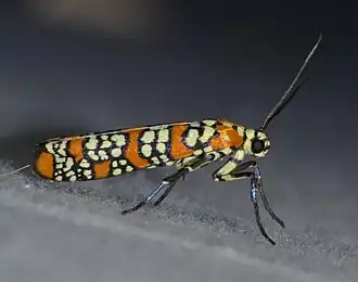 Description de cette image, également commentée ci-après