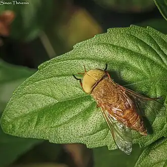 Description de cette image, également commentée ci-après