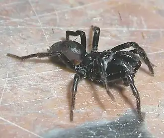 Description de l'image Atypus affinis.jpg.