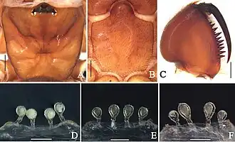 Description de l'image Atypus ledongensis (10.3897-zookeys.762.23282) Figure 3.jpg.