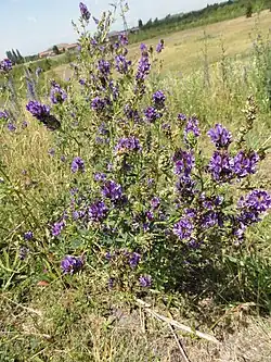 Des espèces végétales.