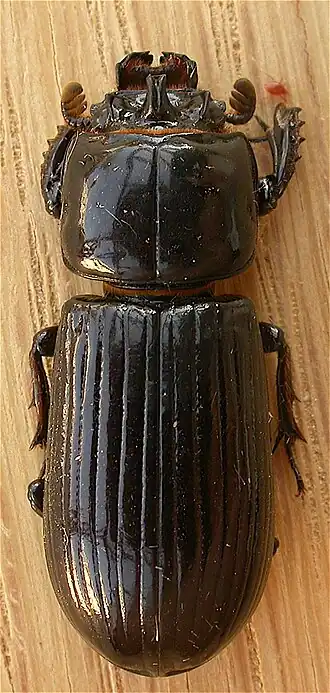 Description de cette image, également commentée ci-après