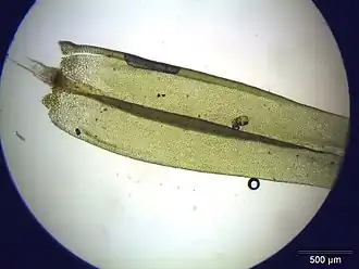 Description de l'image Aulacomnium palustre blatt.jpeg.