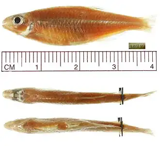 Description de l'image Aulixidens eugeniae (CAS-16940-p).jpg.