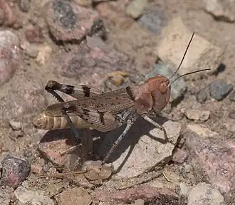 Description de cette image, également commentée ci-après