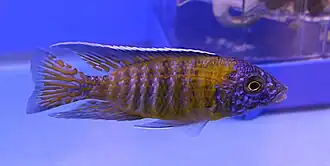 Description de cette image, également commentée ci-après