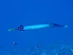 Aulostomus chinensis