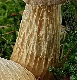 Réseau saillant lacuneux du Bolet élancé (Aureoboletus projectellus)