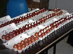 Championnat de France œufs Aurillac 2003