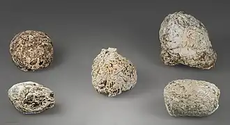 Coprolithes aurignaciens de Hyène des cavernes - Grotte d'Aurignac (MHNT)