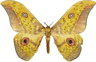 Aurivillius triramis