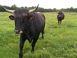 « Aurochs » reconstitués de la « ferme des aurochs », en Charente.