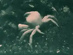 Austinograea yunohana