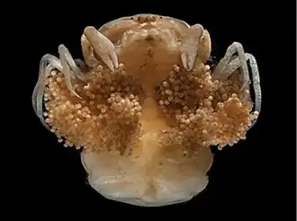 Description de l'image Austinotheres angelicus.jpg.