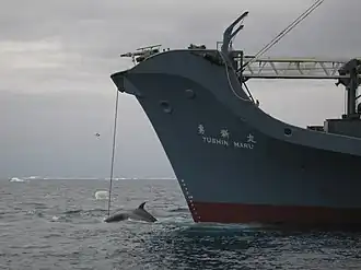 illustration de Yushin Maru